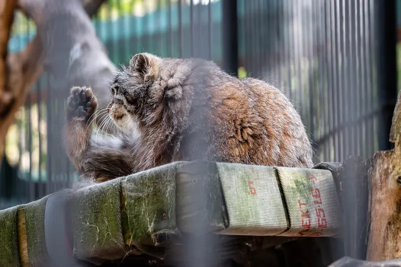 A photograph of Grey in Novosibirsk Zoo