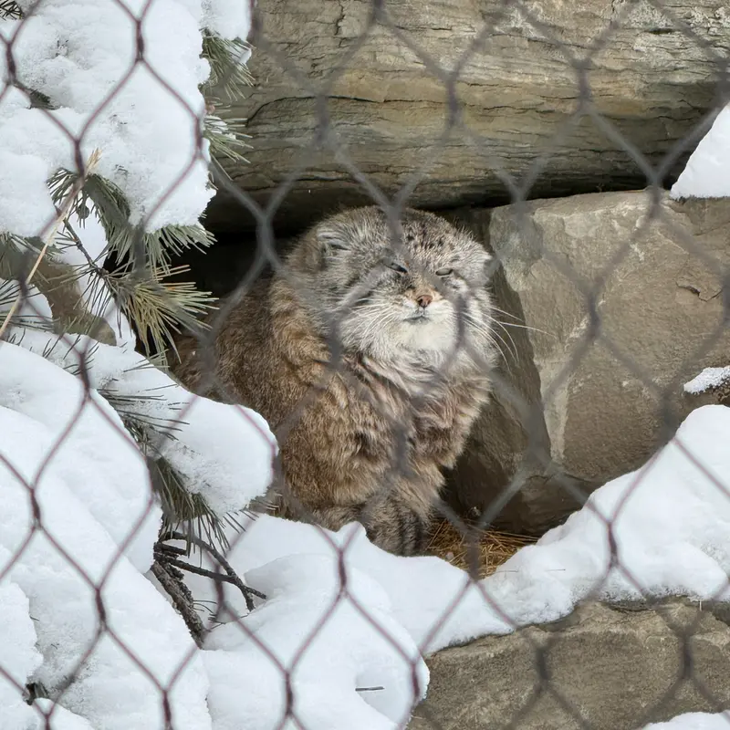 A photograph of Olaf in Calgary Zoo / Wilder Institute
