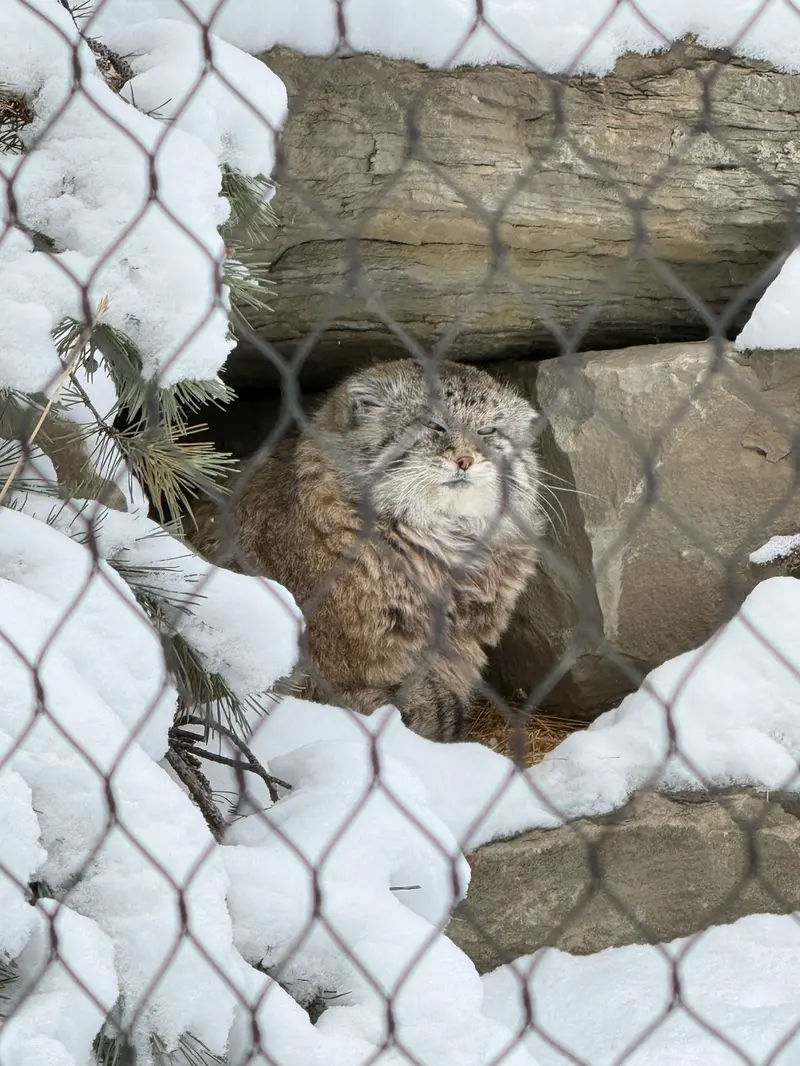 A photograph of Olaf in Calgary Zoo / Wilder Institute