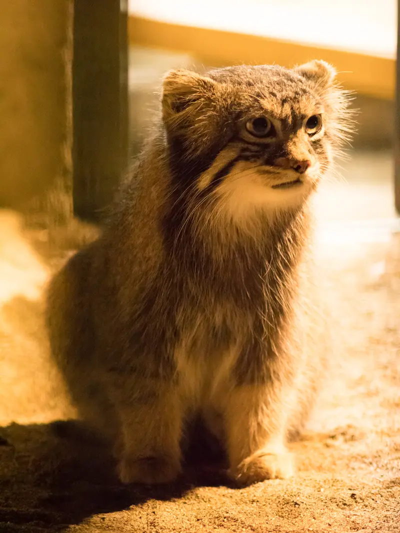 A photograph of Figa in Nogeyama Zoo
