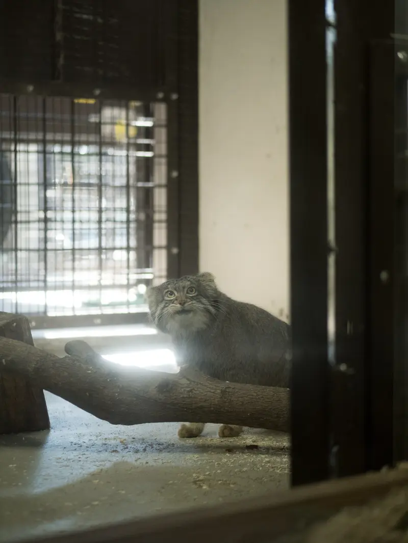 A photograph of Figa in Nogeyama Zoo