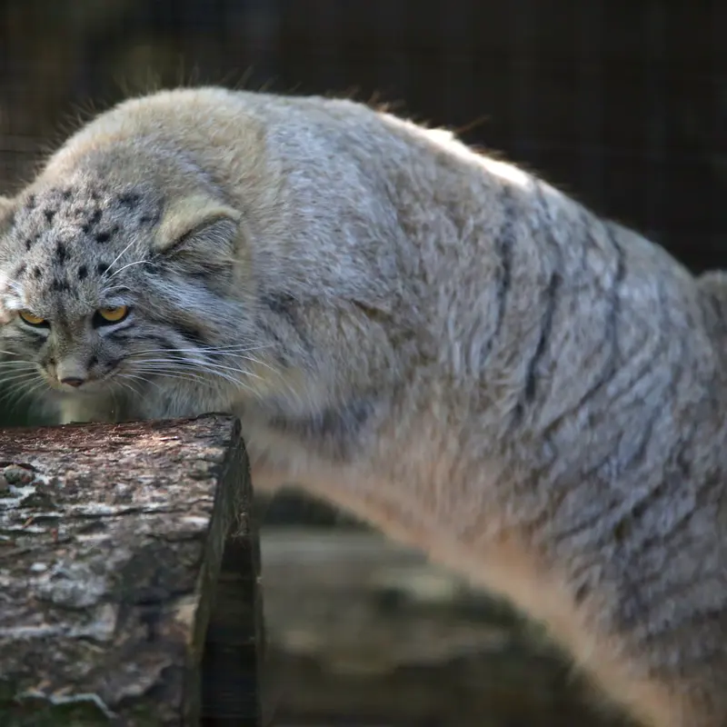 A photograph of Kitten of Alani b.2026 Ⅱ in Košice Zoo
