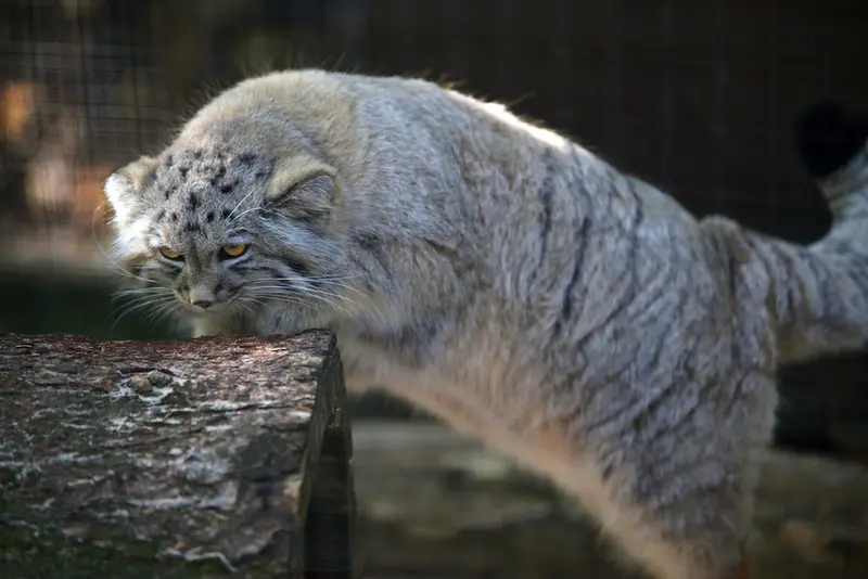 A photograph of Kitten of Alani b.2026 Ⅱ in Košice Zoo