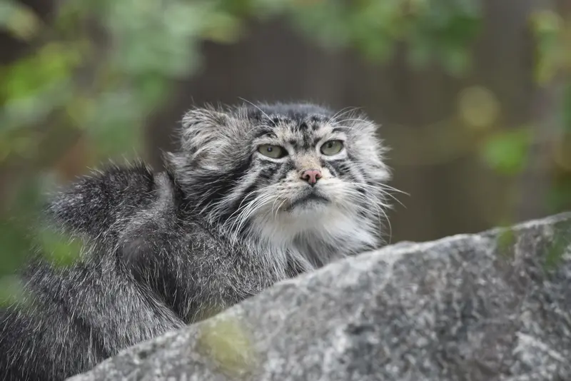 A photograph of Chengdu in Tierpark Berlin