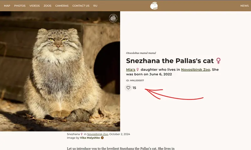 A photograph of a Pallas's cat