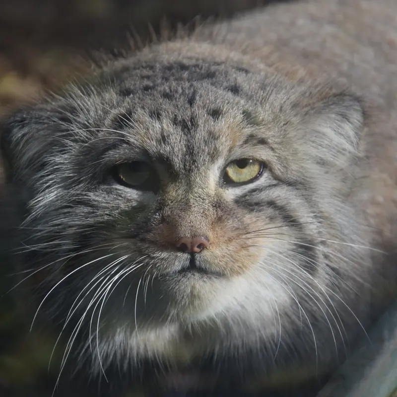 A photograph of Bohus in Budapest Zoo & Botanical Garden