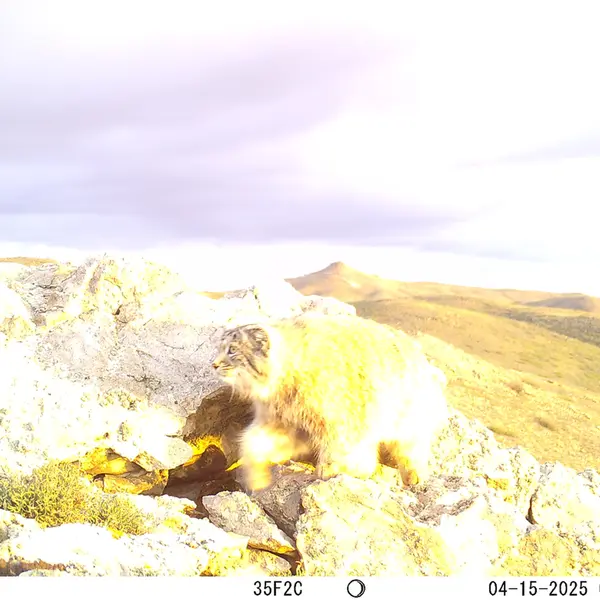 A photograph of Otocolobus manul manul from Besshoky 1 camera trap