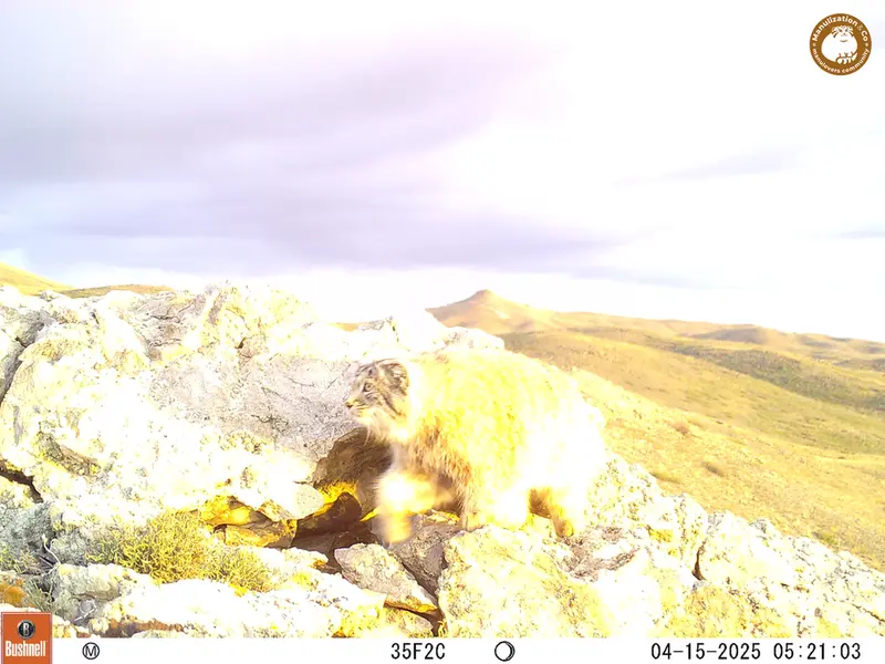 A photograph of Otocolobus manul manul from Besshoky 1 camera trap