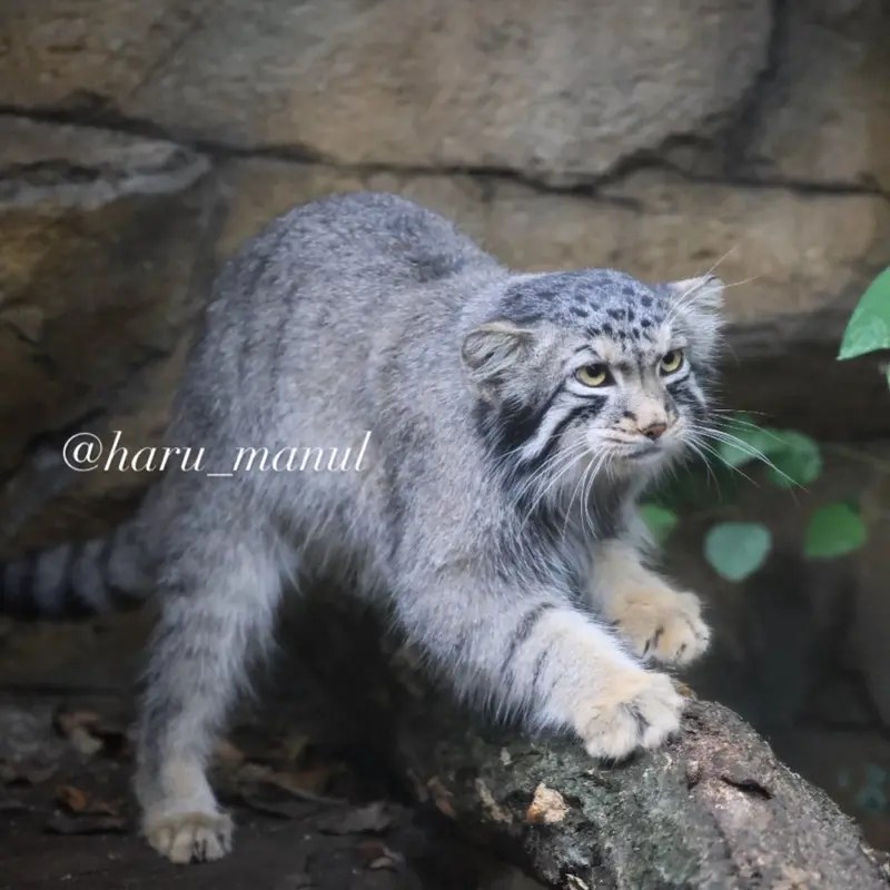 A photograph of Nagomu in Nasu Animal Kingdom