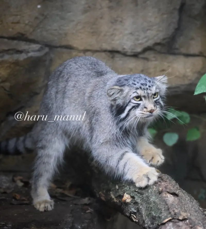 A photograph of Nagomu in Nasu Animal Kingdom