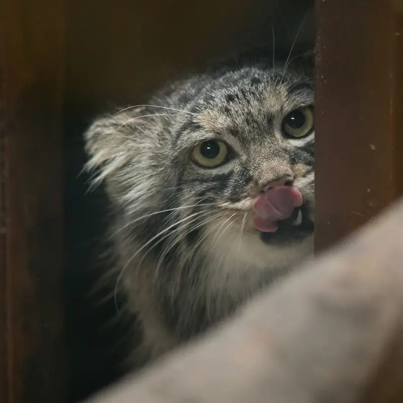 A photograph of Shafran in Ueno Zoological Gardens