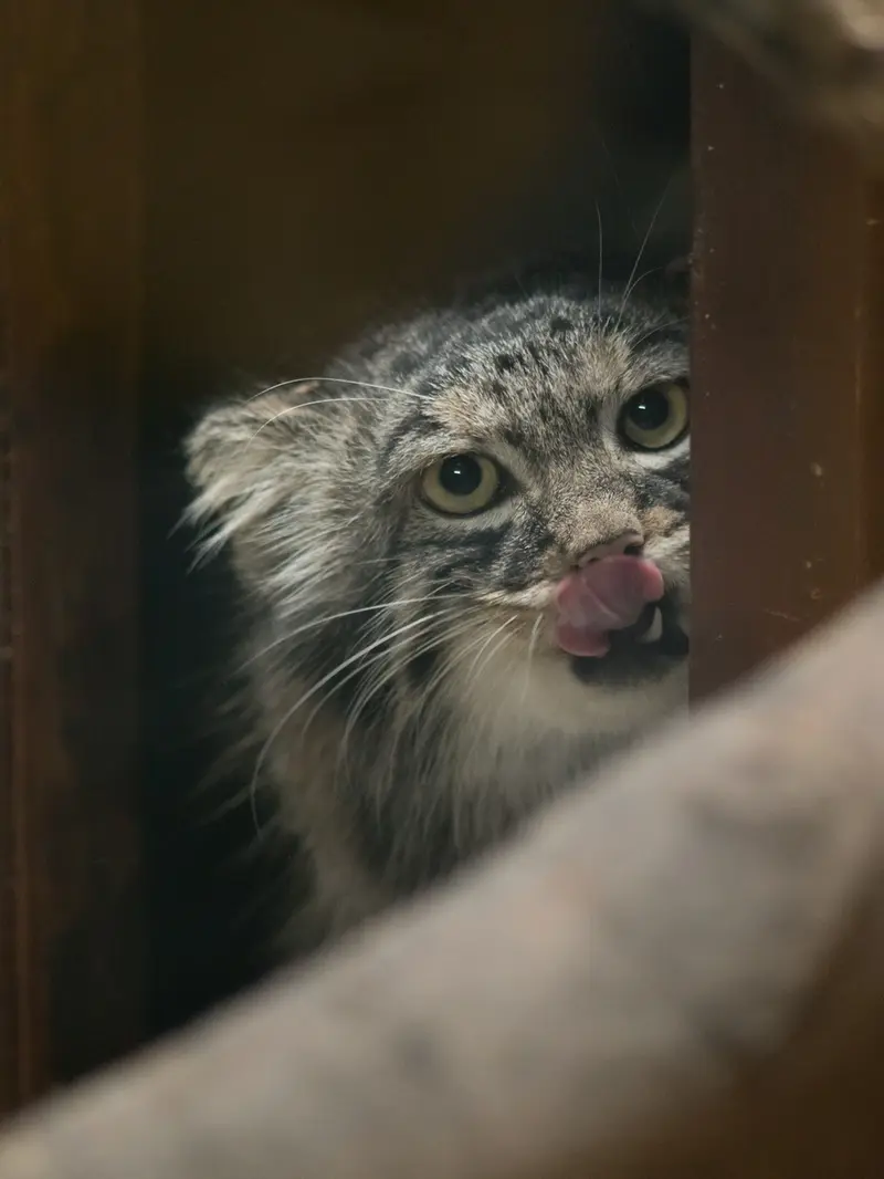 A photograph of Shafran in Ueno Zoological Gardens