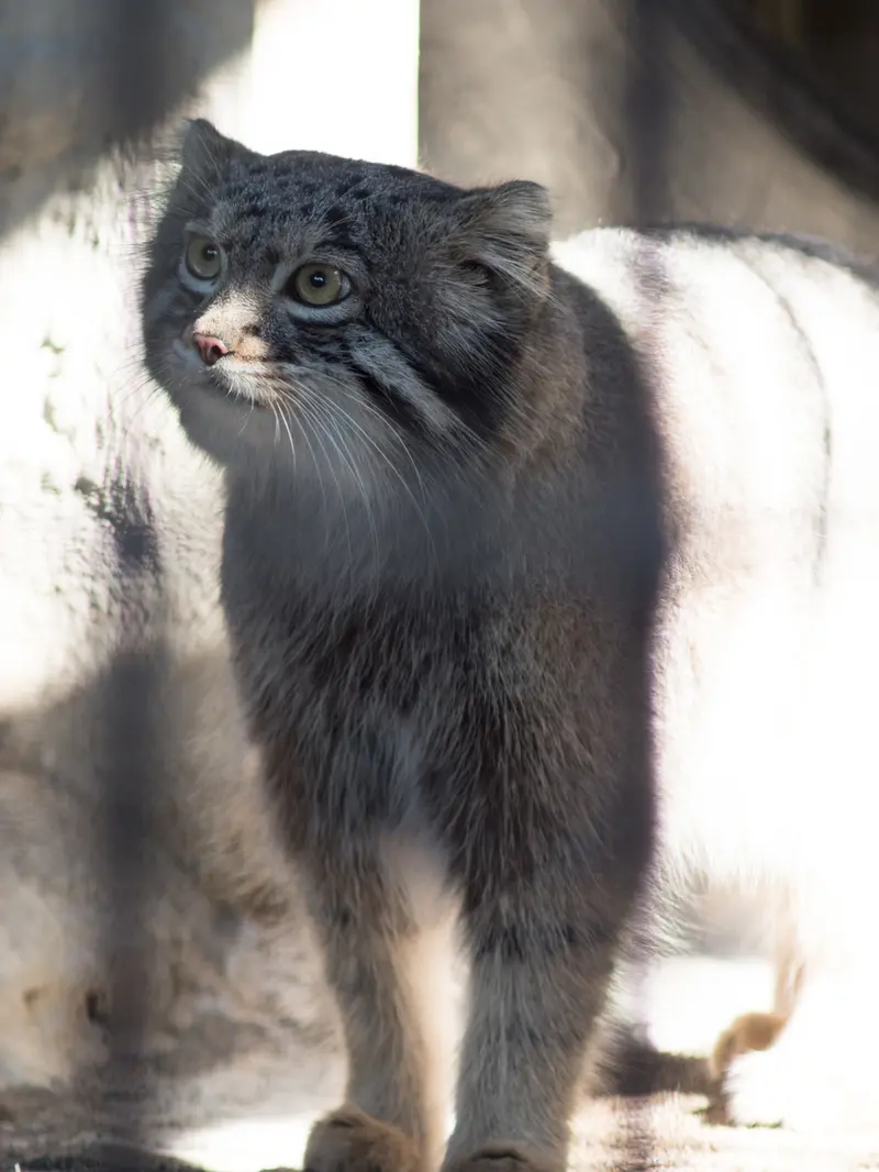 A photograph of Figa in Nogeyama Zoo
