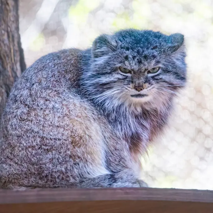A photograph of Bo in Cheyenne Mountain Zoo