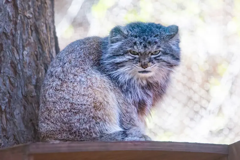 A photograph of Bo in Cheyenne Mountain Zoo