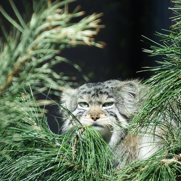 A photograph of Boris in Royev Ruchey