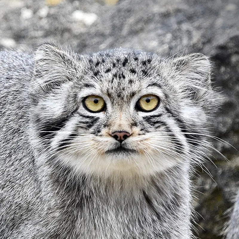 Kharaa the Pallas's cat from Port Lympne Wild Animal Park