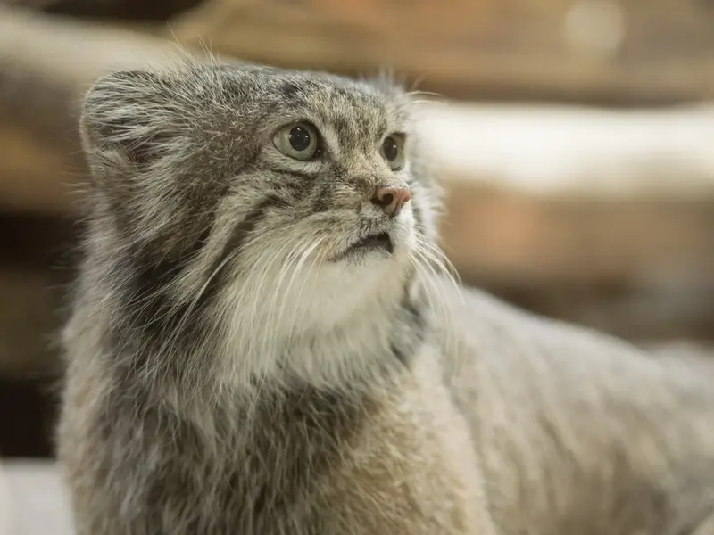 A photograph of Klyon in Ueno Zoological Gardens