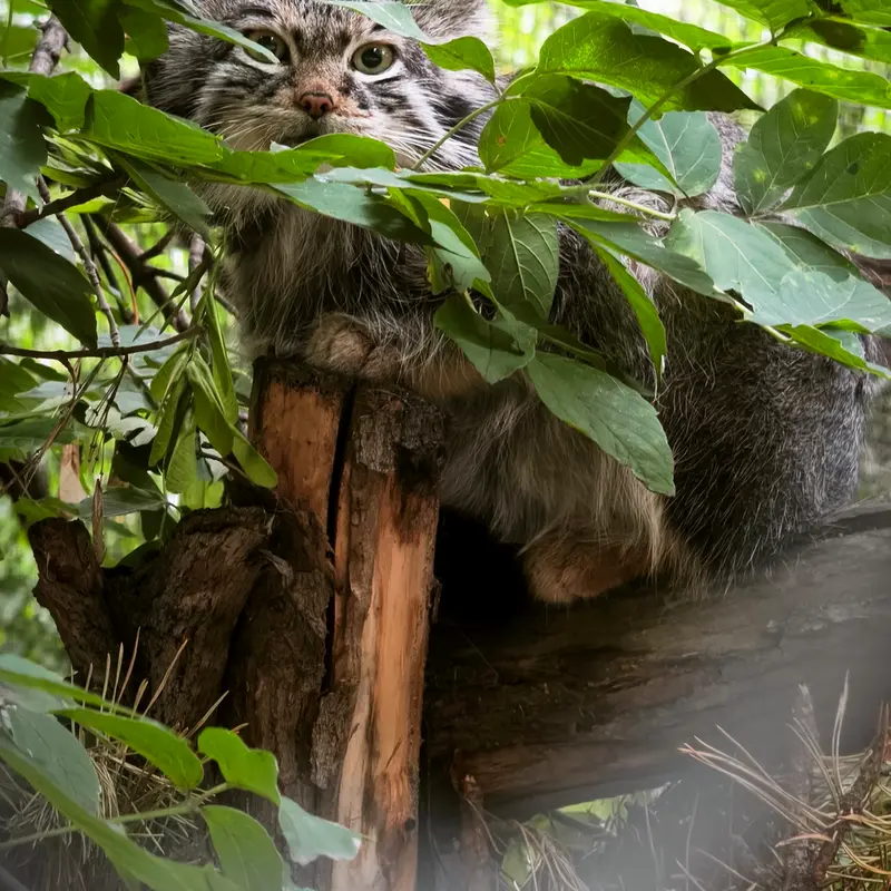 A photograph of Snezhinka in Novosibirsk Zoo