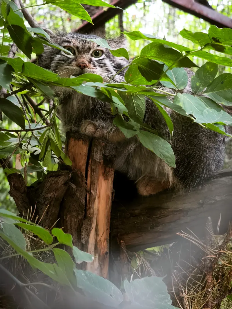 A photograph of Snezhinka in Novosibirsk Zoo