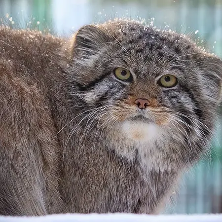 A photograph of Boris in Novosibirsk Zoo
