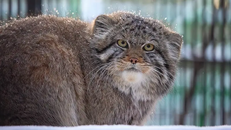 A photograph of Boris in Novosibirsk Zoo