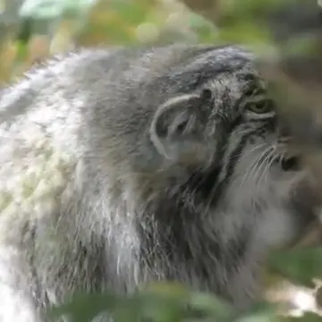 A photograph of a Pallas's cat in Cheyenne Mountain Zoo