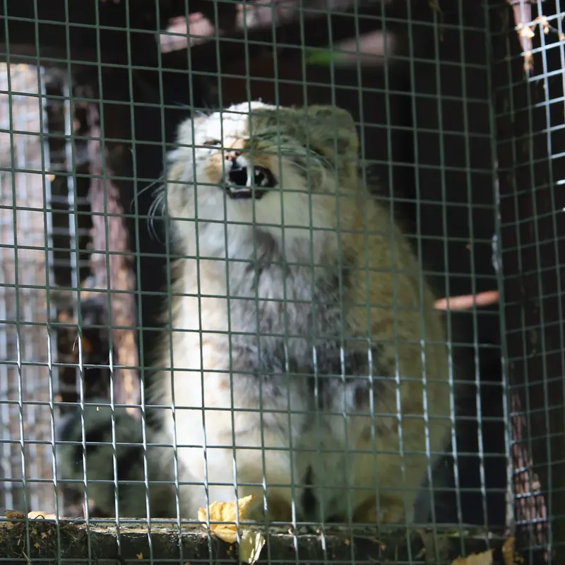 A photograph of Kitten of Alani b.2026 Ⅱ in Košice Zoo