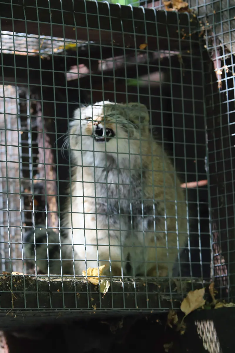 A photograph of Kitten of Alani b.2026 Ⅱ in Košice Zoo