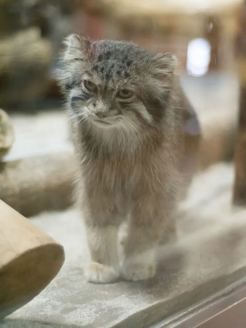 A photograph of Klyon in Ueno Zoological Gardens
