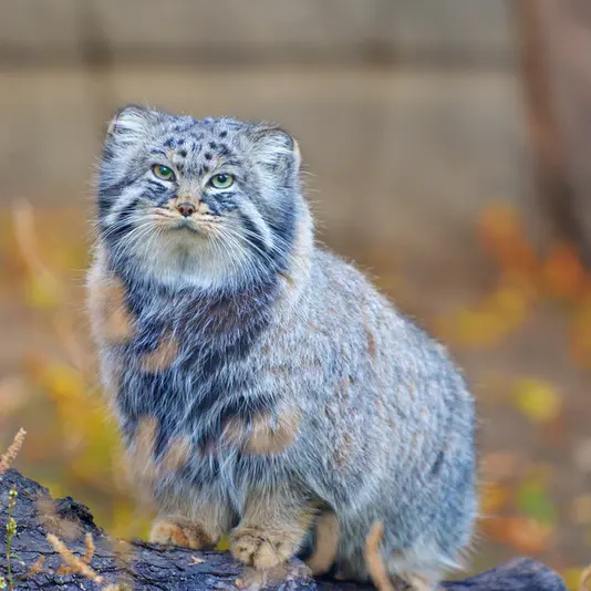 A photograph of Darlay in Moscow zoo