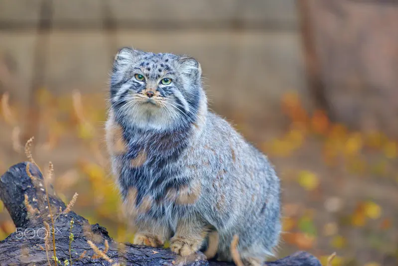 A photograph of Darlay in Moscow zoo