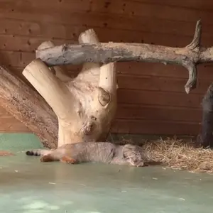 A photograph of a Pallas's cat in Yerevan Zoo
