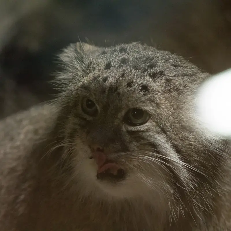 A photograph of Klyon in Ueno Zoological Gardens