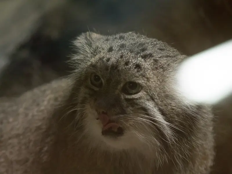 A photograph of Klyon in Ueno Zoological Gardens