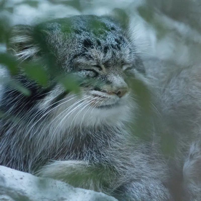 A photograph of Figa in Nogeyama Zoo