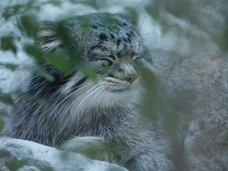 A photograph of Figa in Nogeyama Zoo