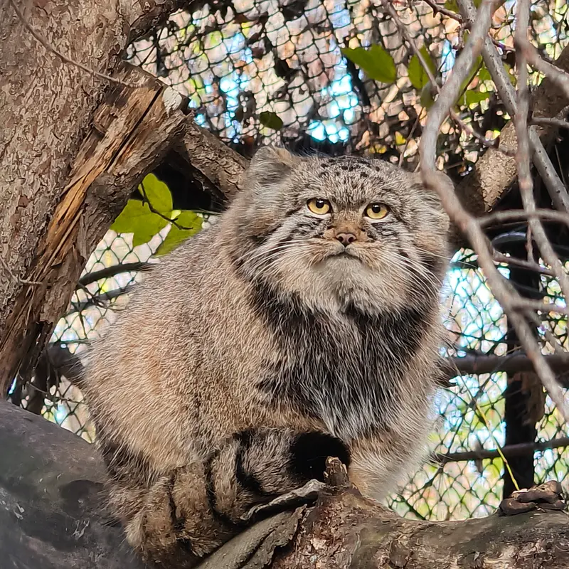 A photograph of Son of Adele b.2026 Ⅲ in Novosibirsk Zoo