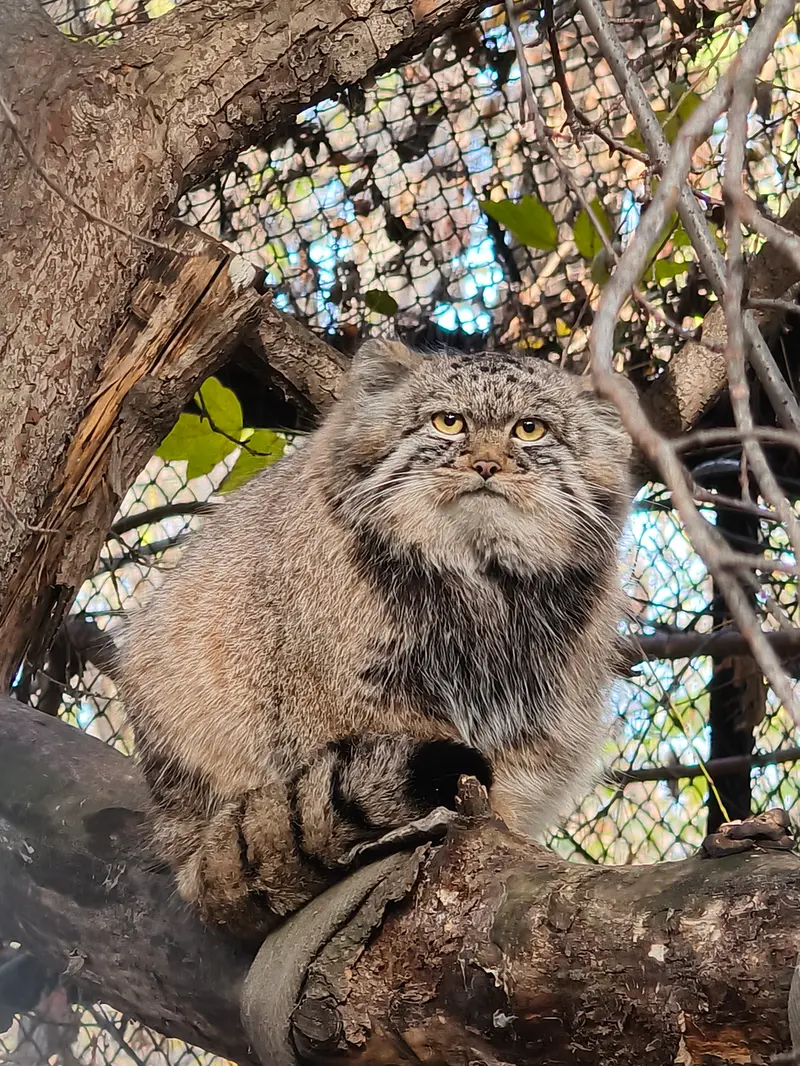 A photograph of Son of Adele b.2026 Ⅲ in Novosibirsk Zoo