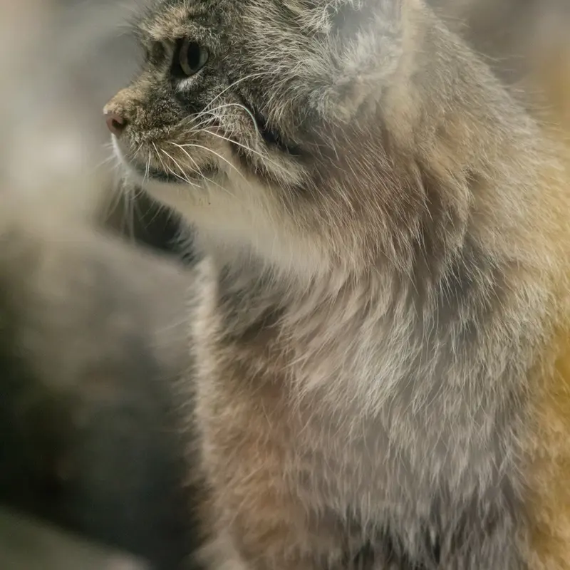 A photograph of Primula in Ueno Zoological Gardens