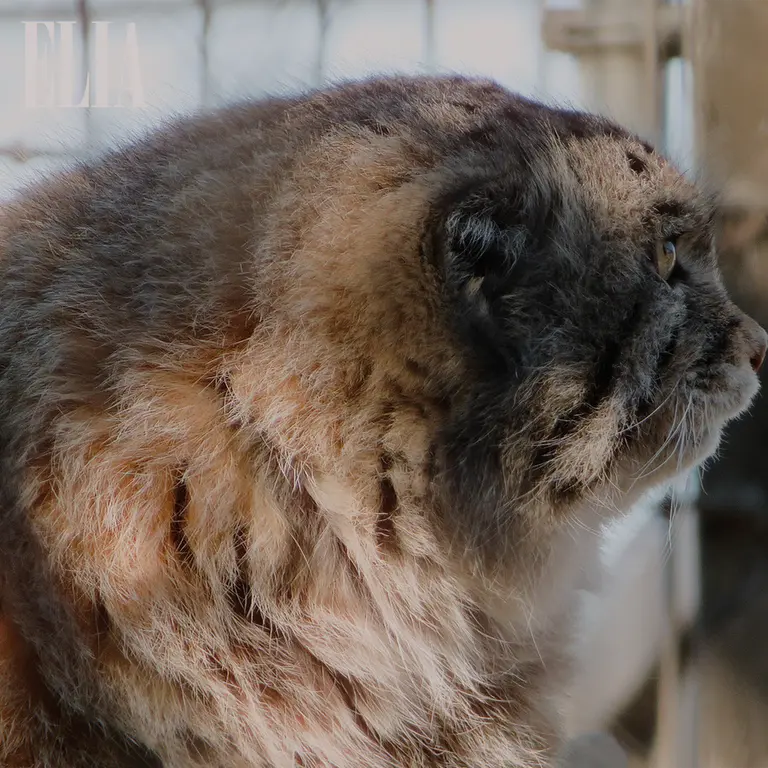 A photograph of Olaf in Calgary Zoo / Wilder Institute
