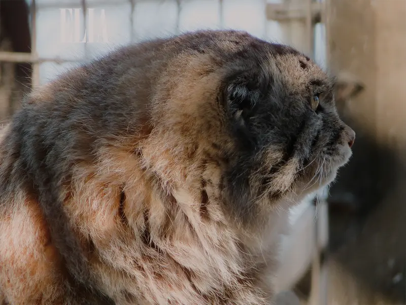 A photograph of Olaf in Calgary Zoo / Wilder Institute