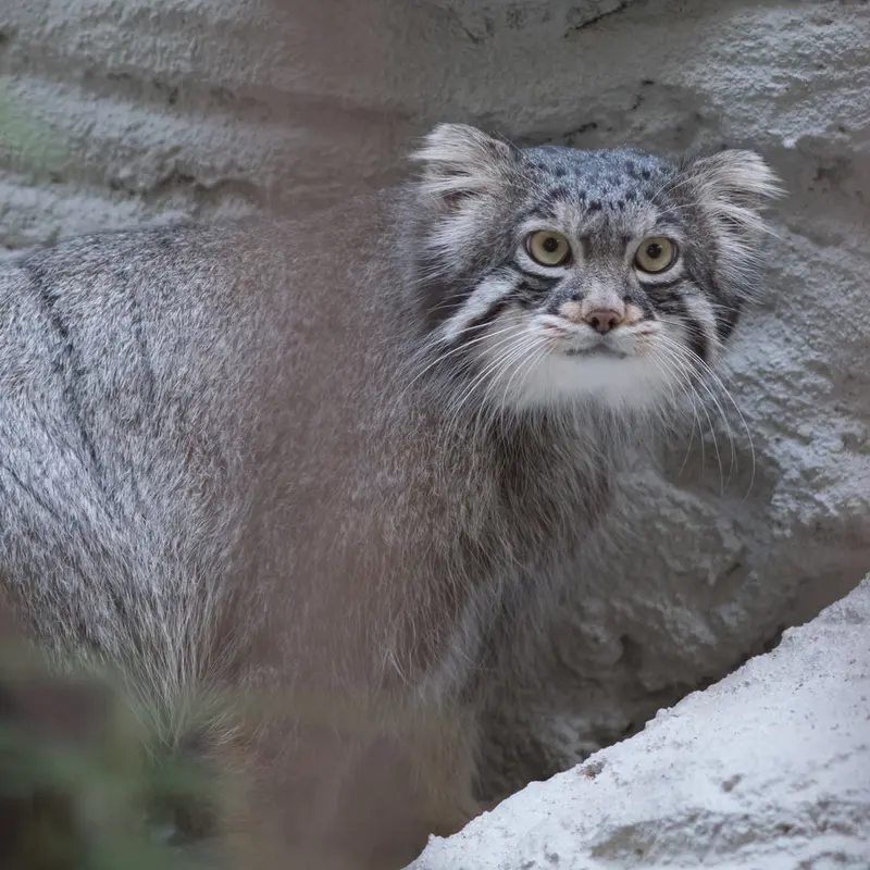 A photograph of Figa in Nogeyama Zoo