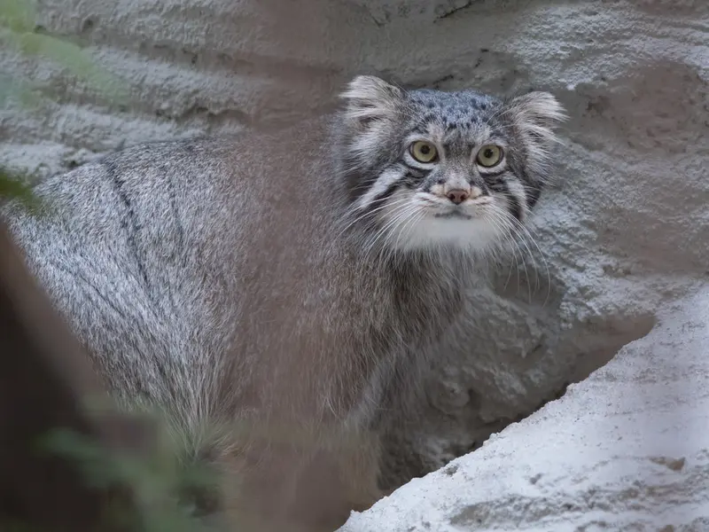 A photograph of Figa in Nogeyama Zoo
