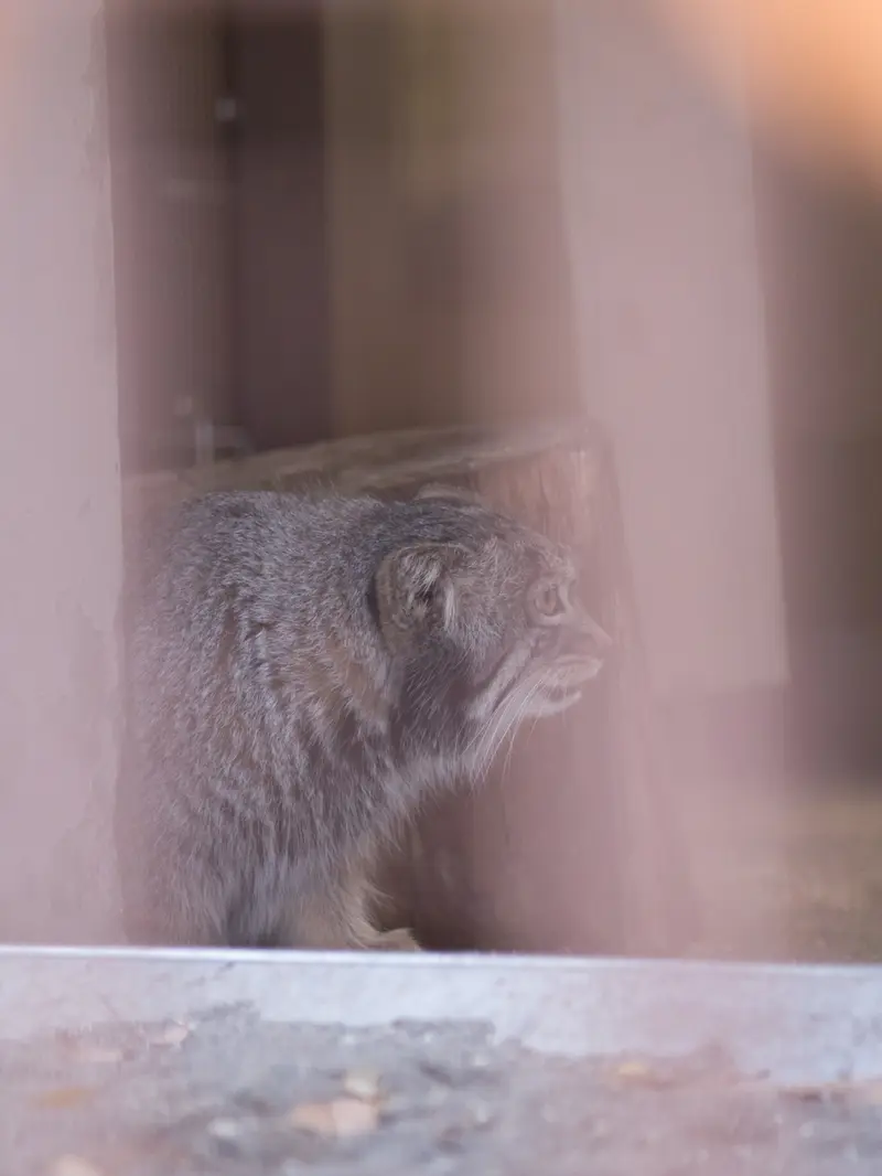 A photograph of Figa in Nogeyama Zoo