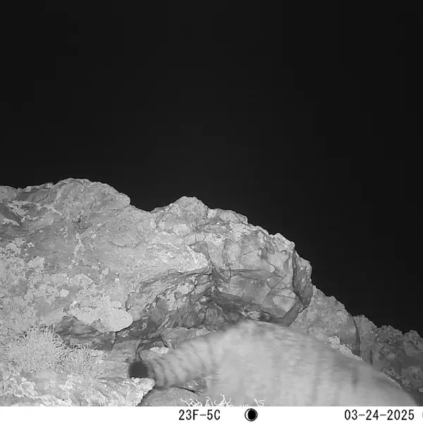 A photograph of Otocolobus manul manul from Besshoky 1 camera trap