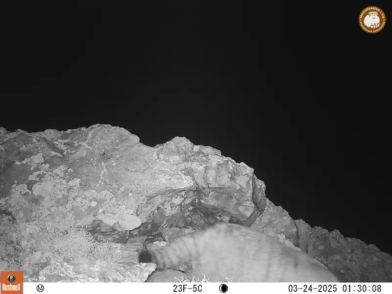 A photograph of Otocolobus manul manul from Besshoky 1 camera trap