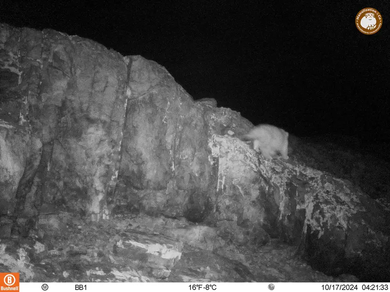 A photograph of Otocolobus manul manul from Aktas-Kunkora camera trap