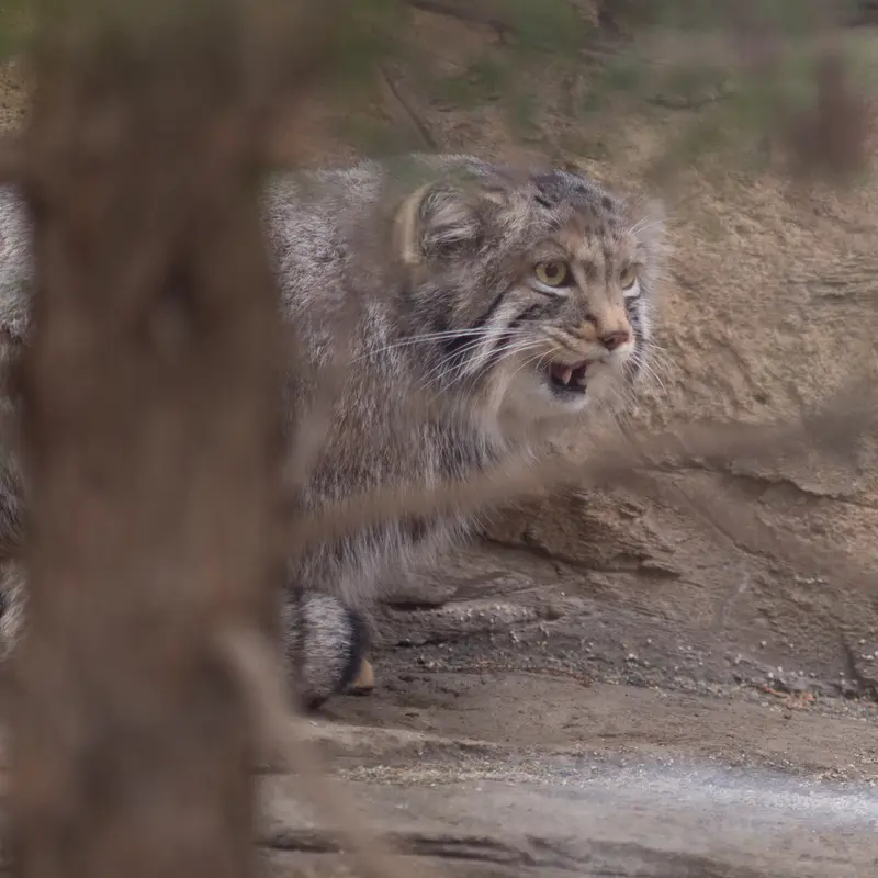 A photograph of Nagomu in Nasu Animal Kingdom