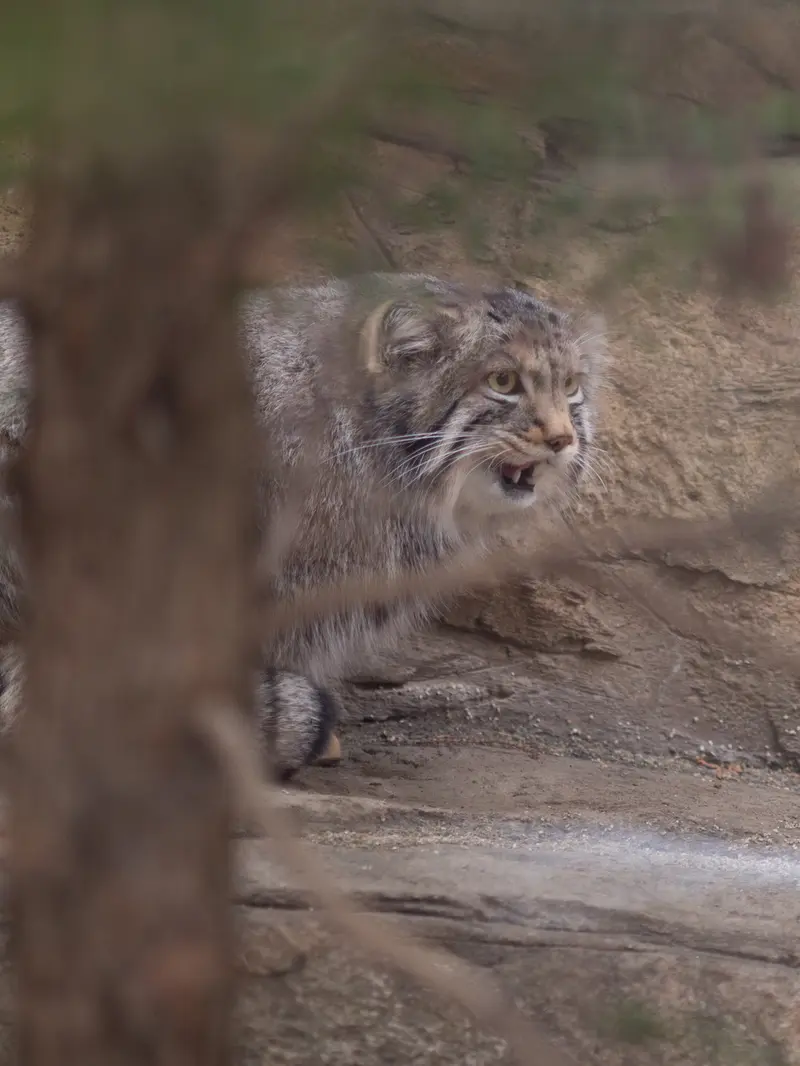 A photograph of Nagomu in Nasu Animal Kingdom